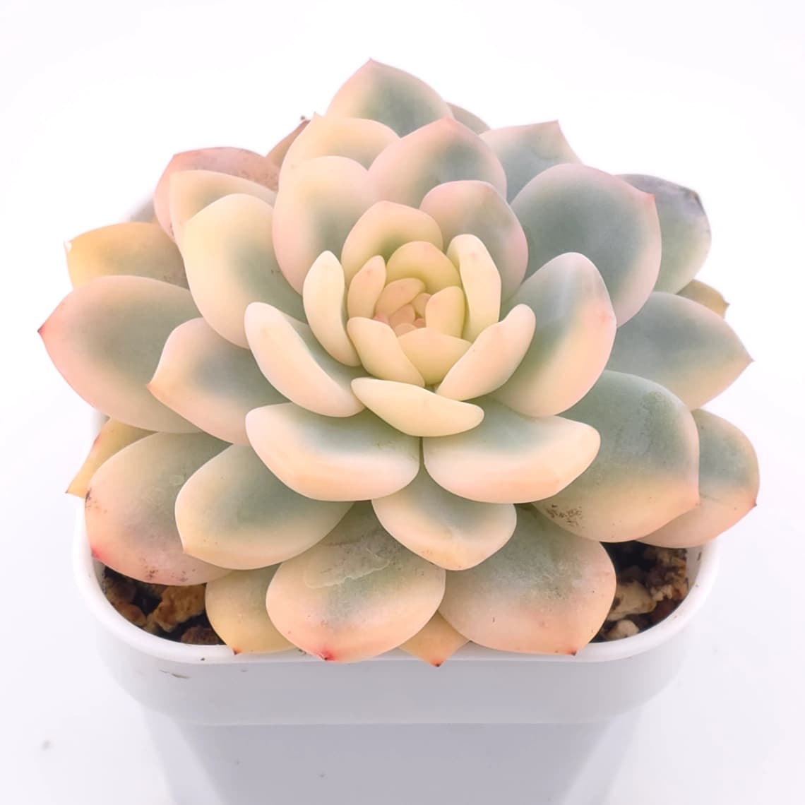 Echeveria ‘Orange Monroe’ variegated | 橙夢露錦 - View 1