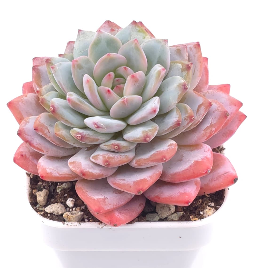 Echeveria ‘Star Orange’ | 星星橙 - View 1