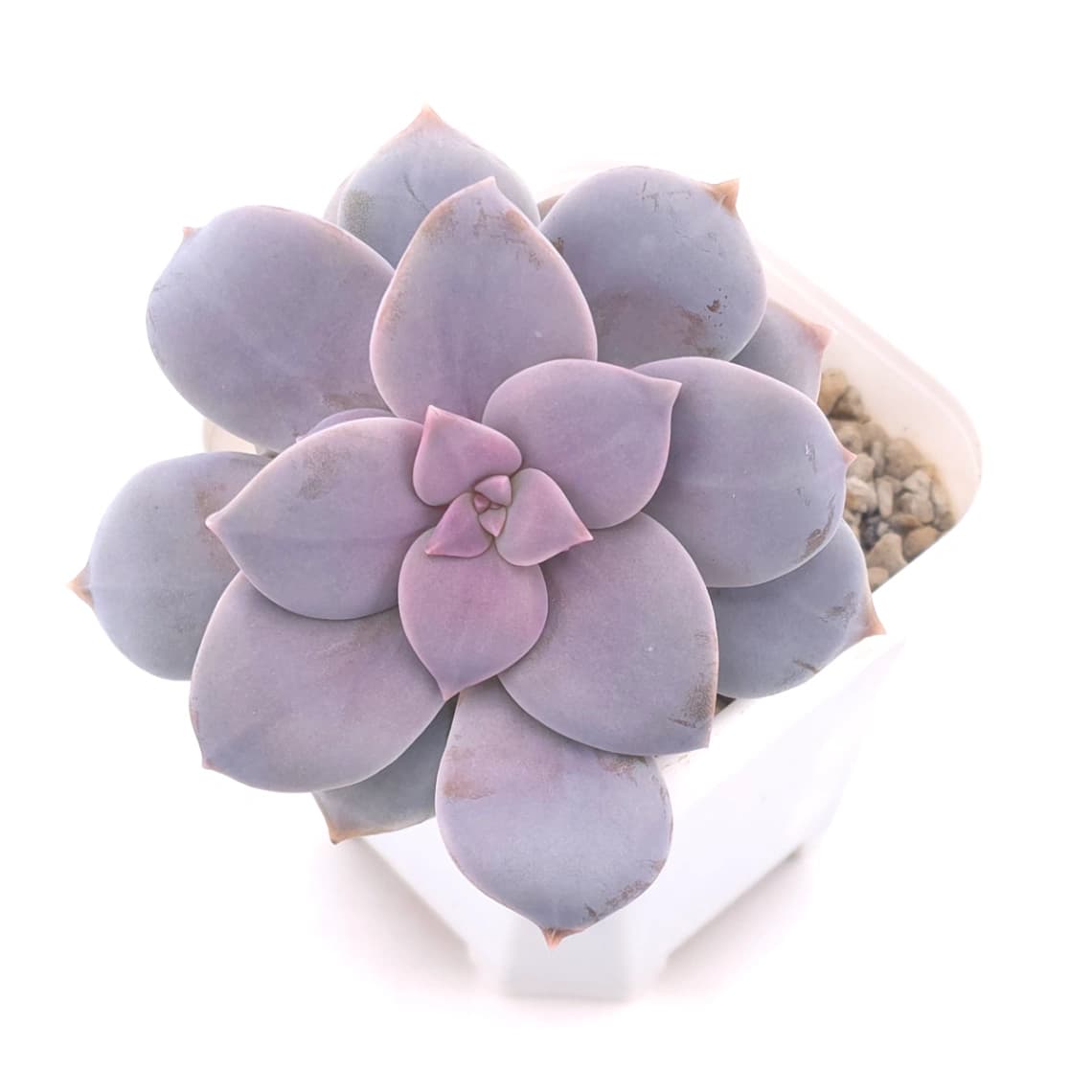 Graptopetalum pentandrum superbum | 華麗風車 - View 1