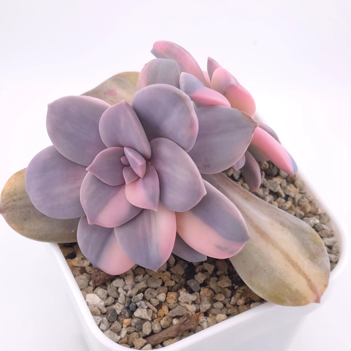 Graptopetalum pentandrum superbum variegated | 華麗風車錦