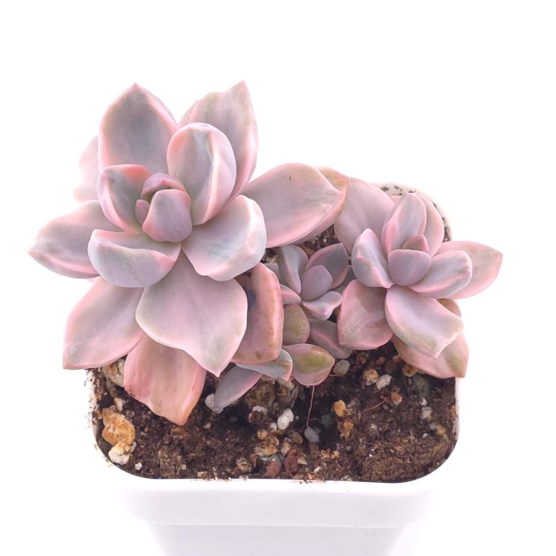 Graptoveria ‘Mrs Richard’ variegated | 彩虹糖錦 - View 1