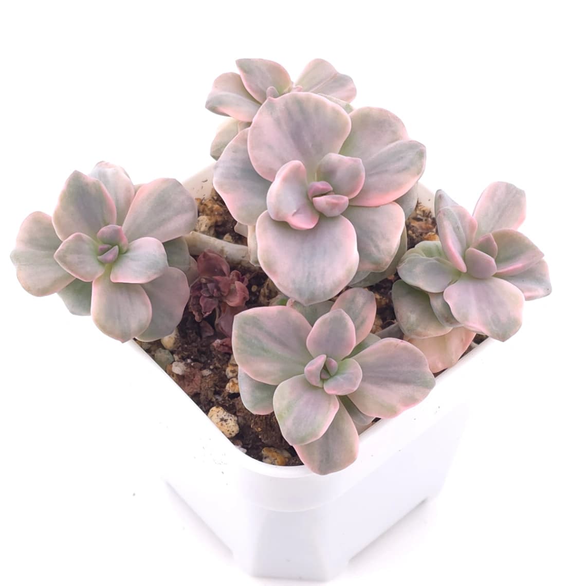 Graptoveria ‘Mrs Richard’ variegated | 彩虹糖錦 - View 1
