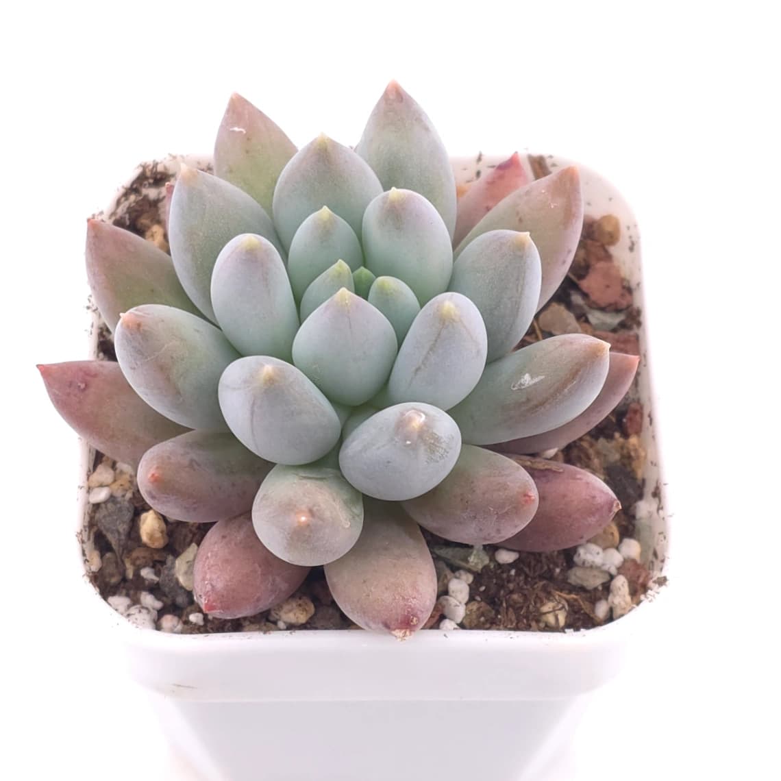 Pachyphytum ‘Angel's Finger’ | 所羅門 - View 1