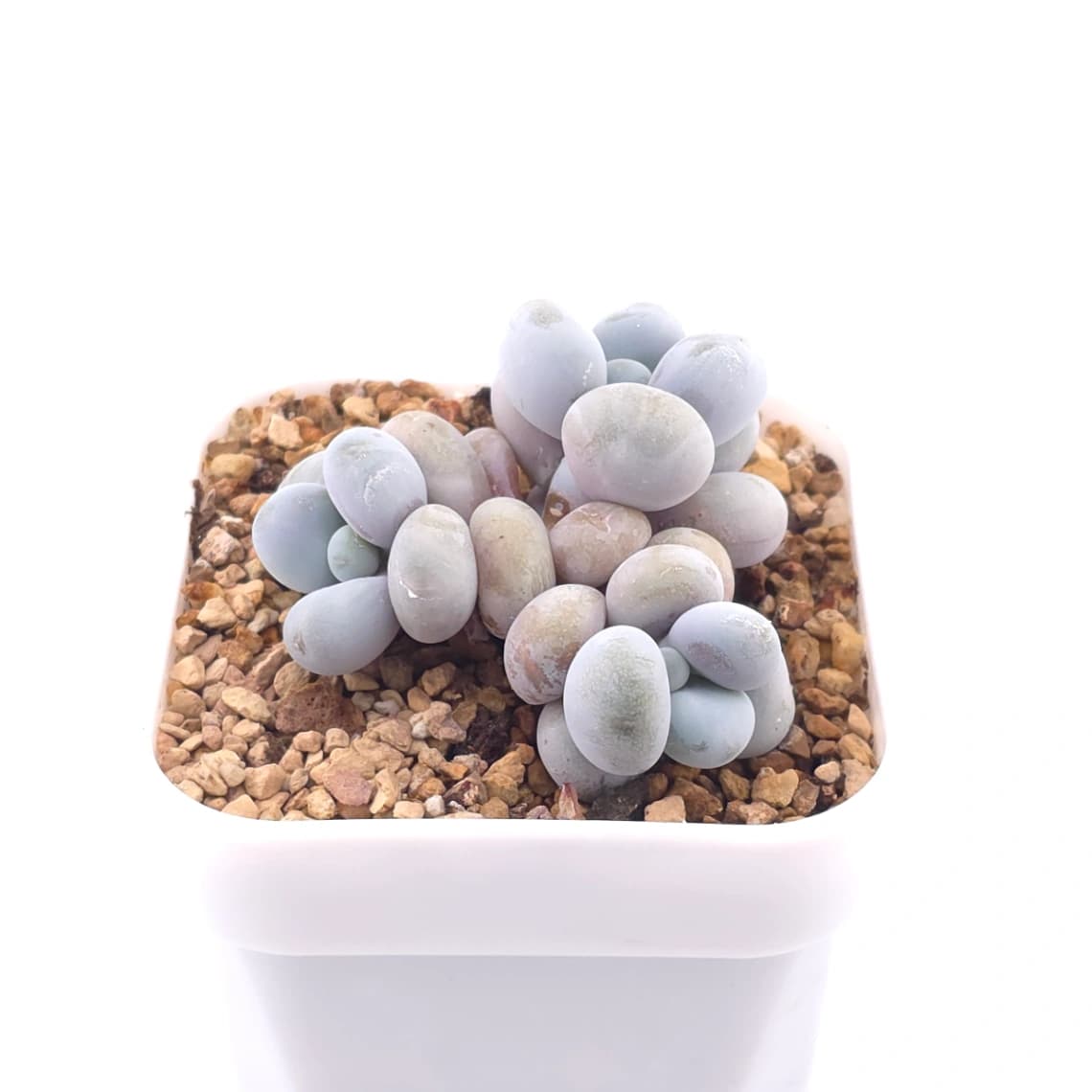 Pachyphytum ‘Cheese’ | 奶酪 - View 1