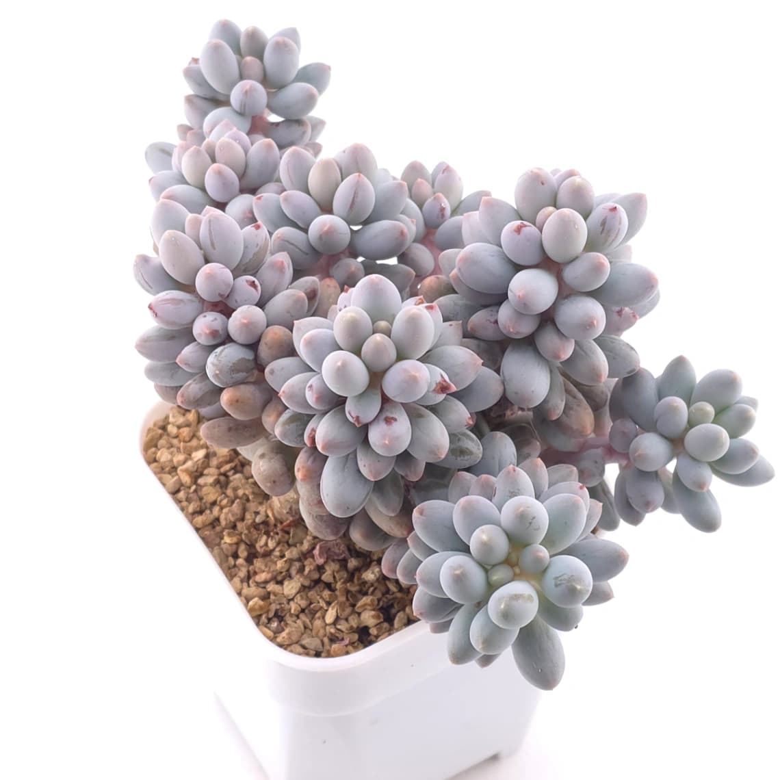 Pachyphytum ‘Machucae’ (Baby Finger) | 嬰兒手指 - View 1