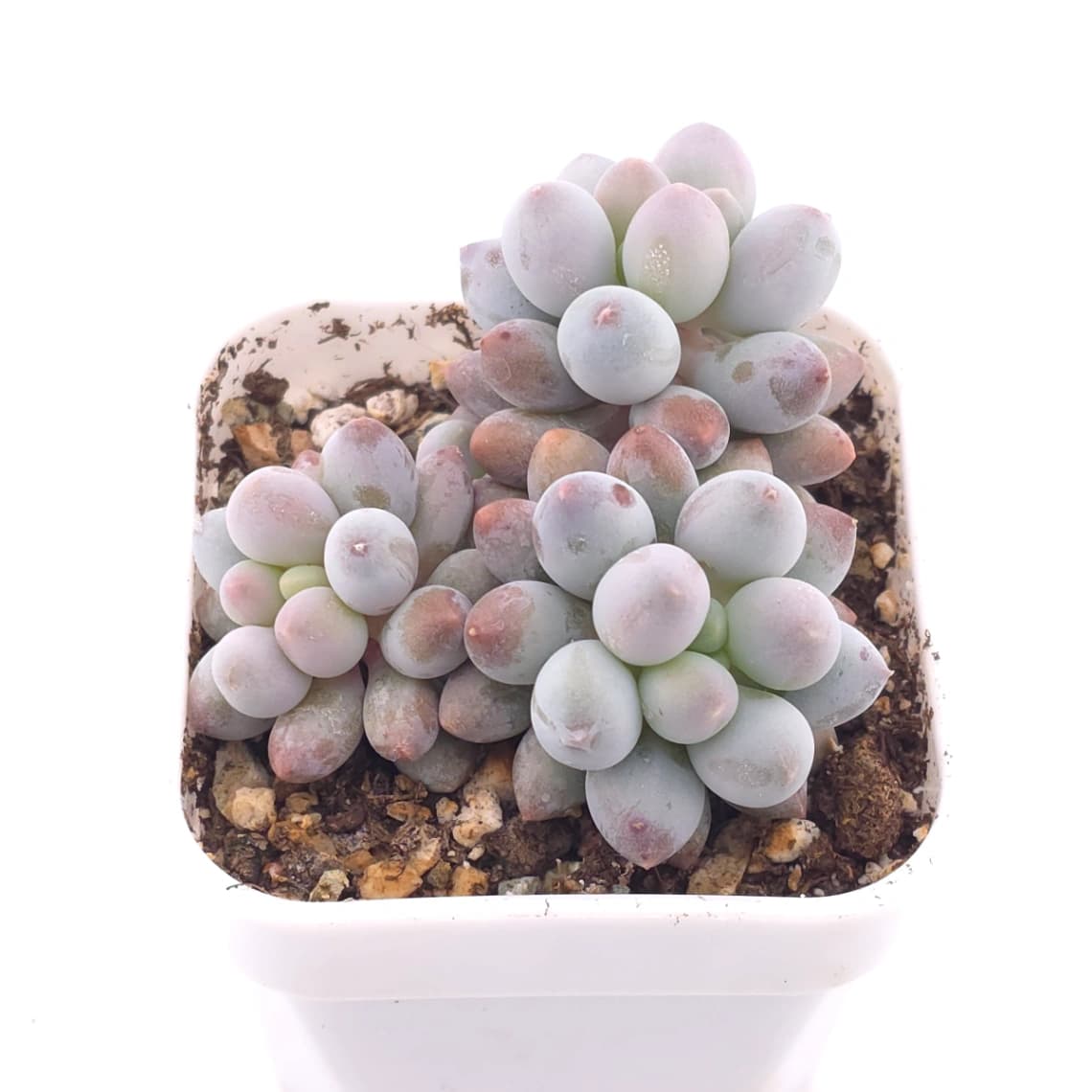 Pachyphytum ‘Machucae’ (Baby Finger) | 嬰兒手指 - View 1