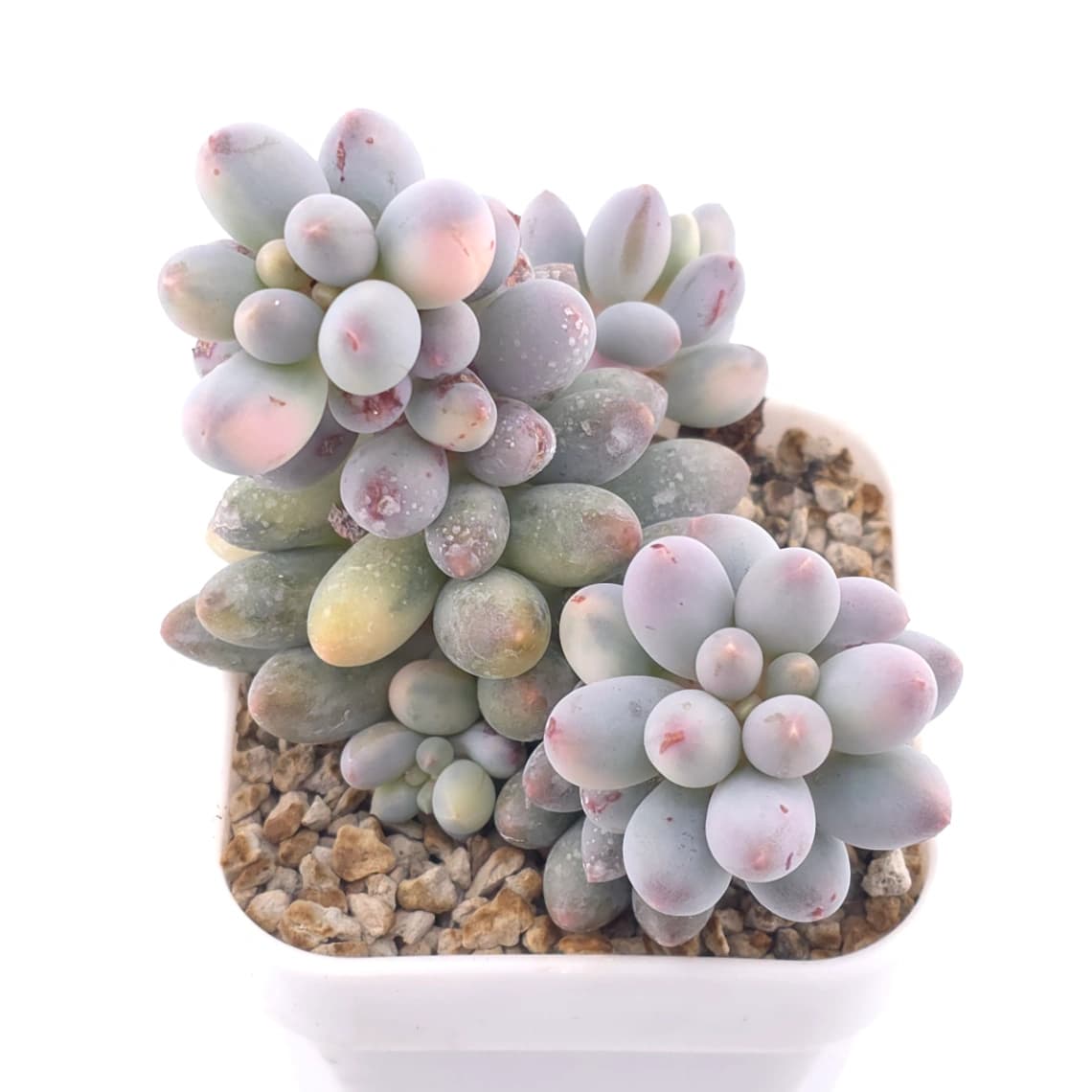 Pachyphytum ‘Machucae’ (Baby Finger) variegated | 嬰兒手指錦 - View 1