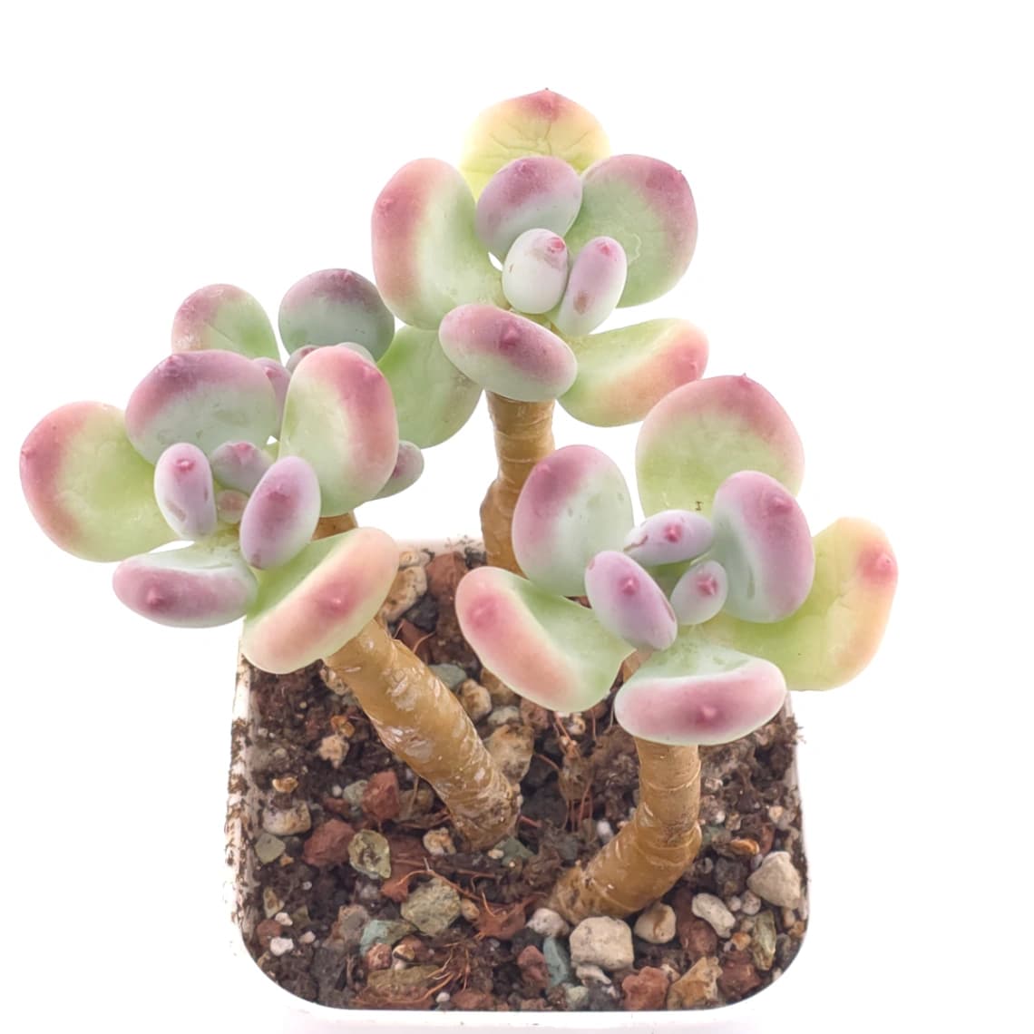 Pachyphytum 'Mikadukibijin' | 三日月美人 - View 1