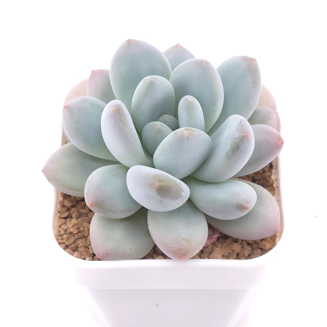 Pachyveria ‘Perfume’ | 香水 - View 1