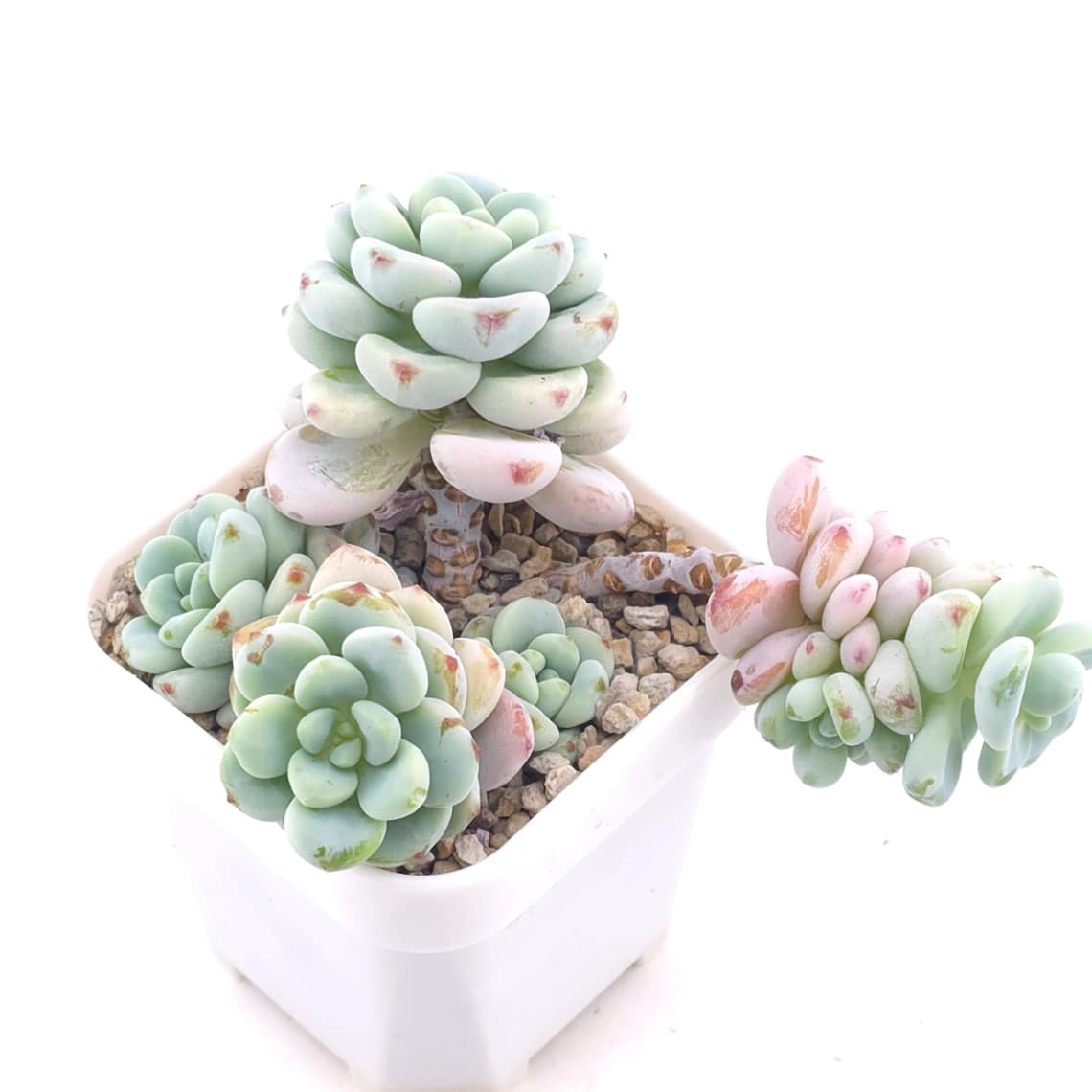 Sedum clavatum clsutering | 勞爾群