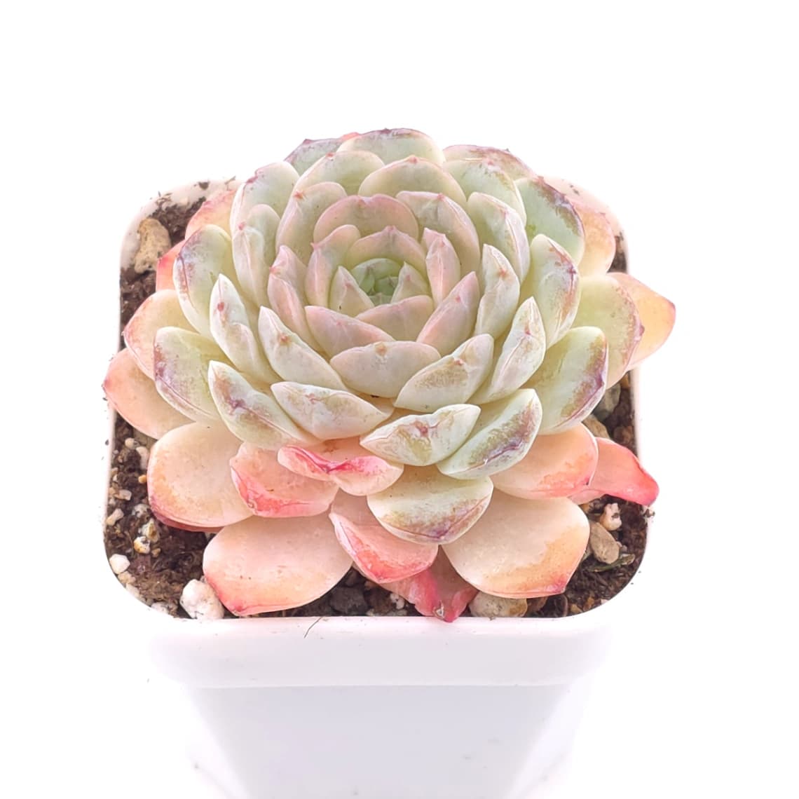 Echeveria 'Ametrine' | 紫黃晶 - View 1