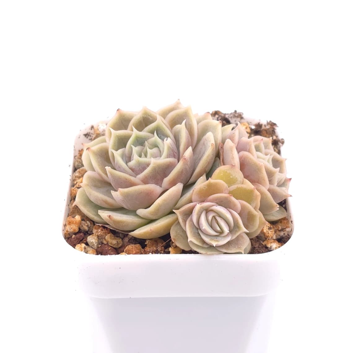 unknown Spp. - View 1