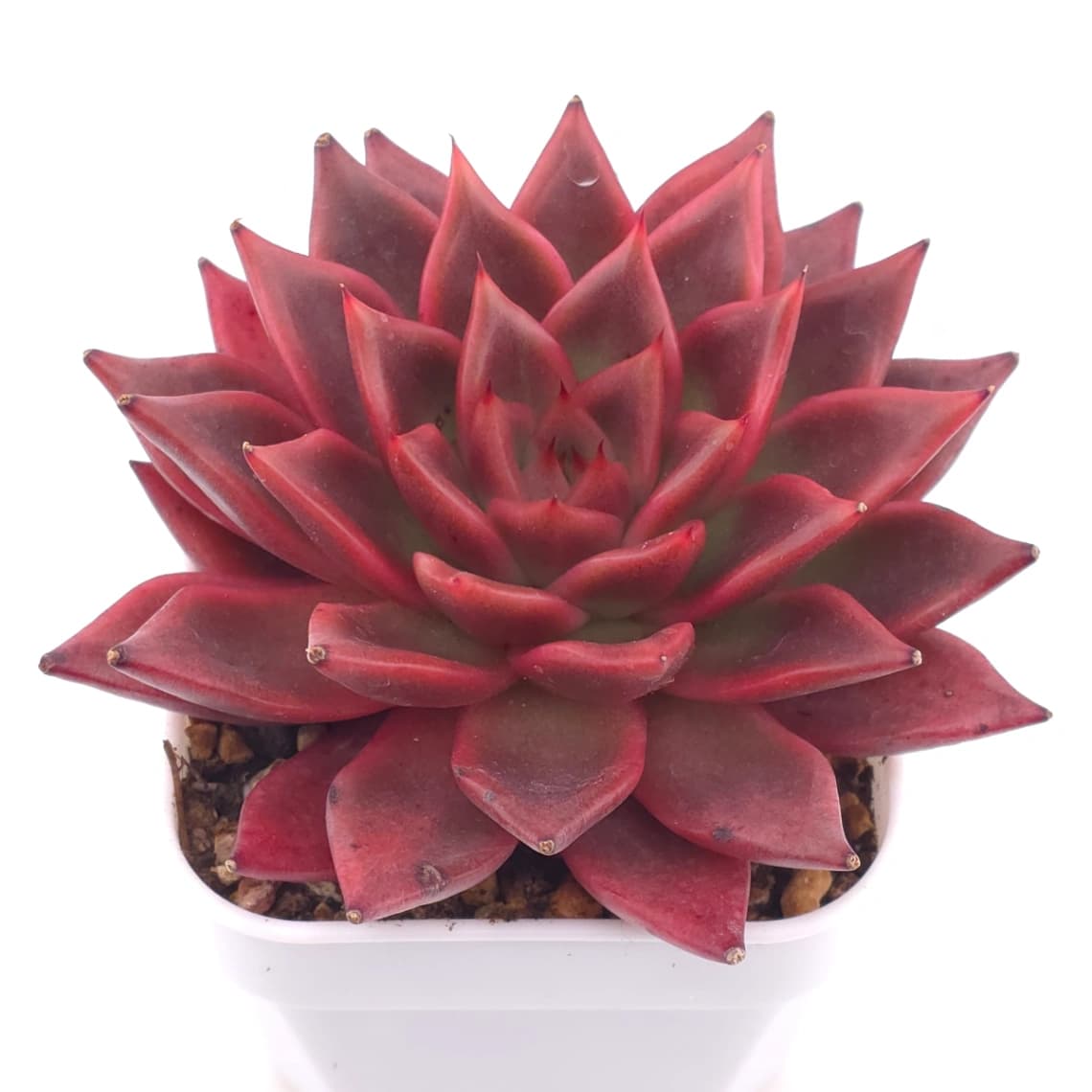 Echeveria agavoides ‘Romeo Rubin’ | 羅賓 - View 1