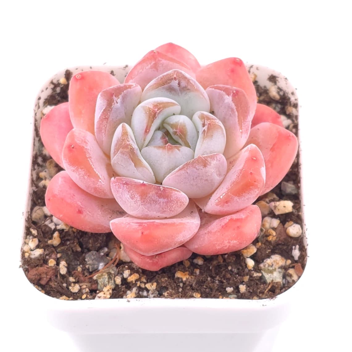 Echeveria 'Diana' | 黛安娜 - View 1