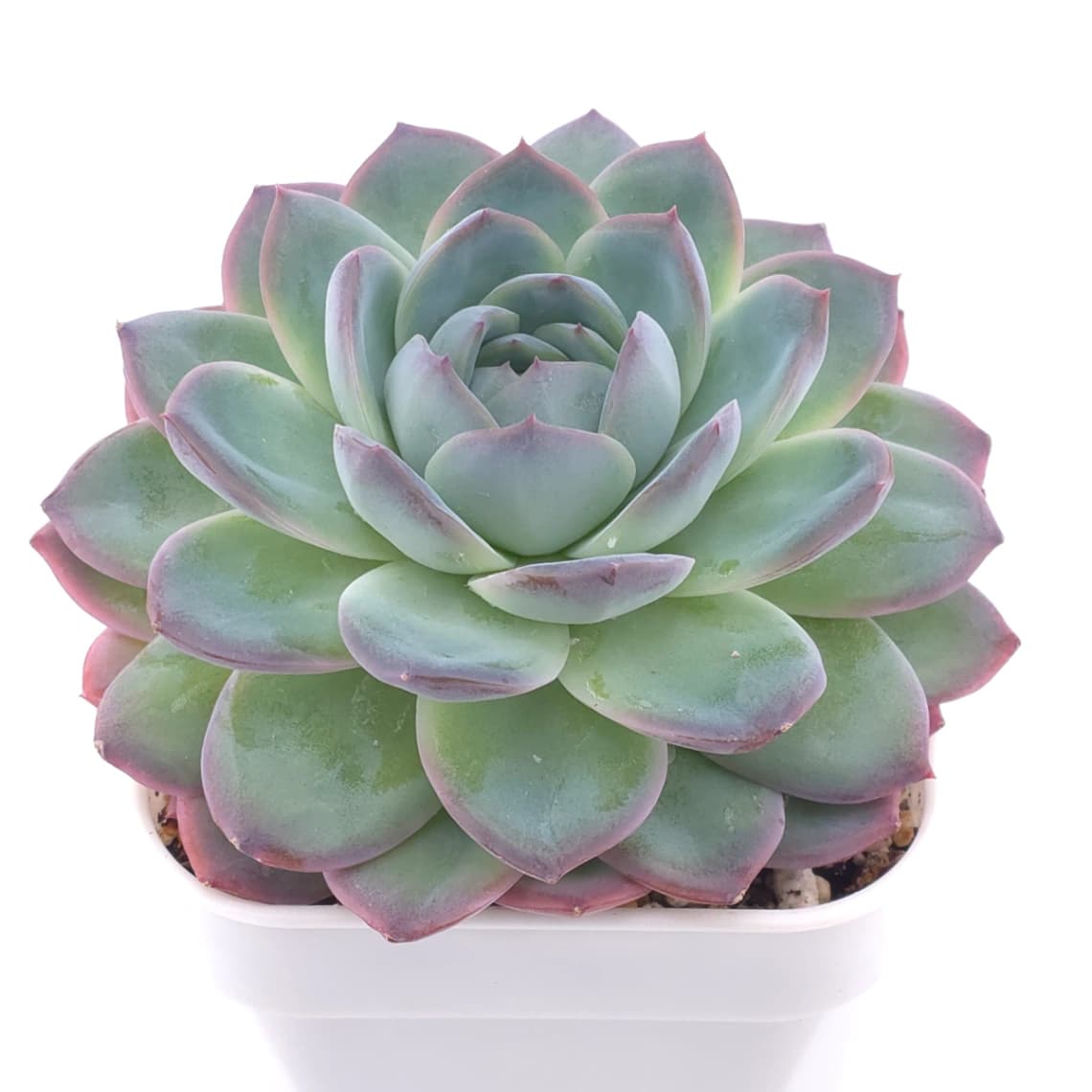 Echeveria spp. | 石蓮雜 - View 1
