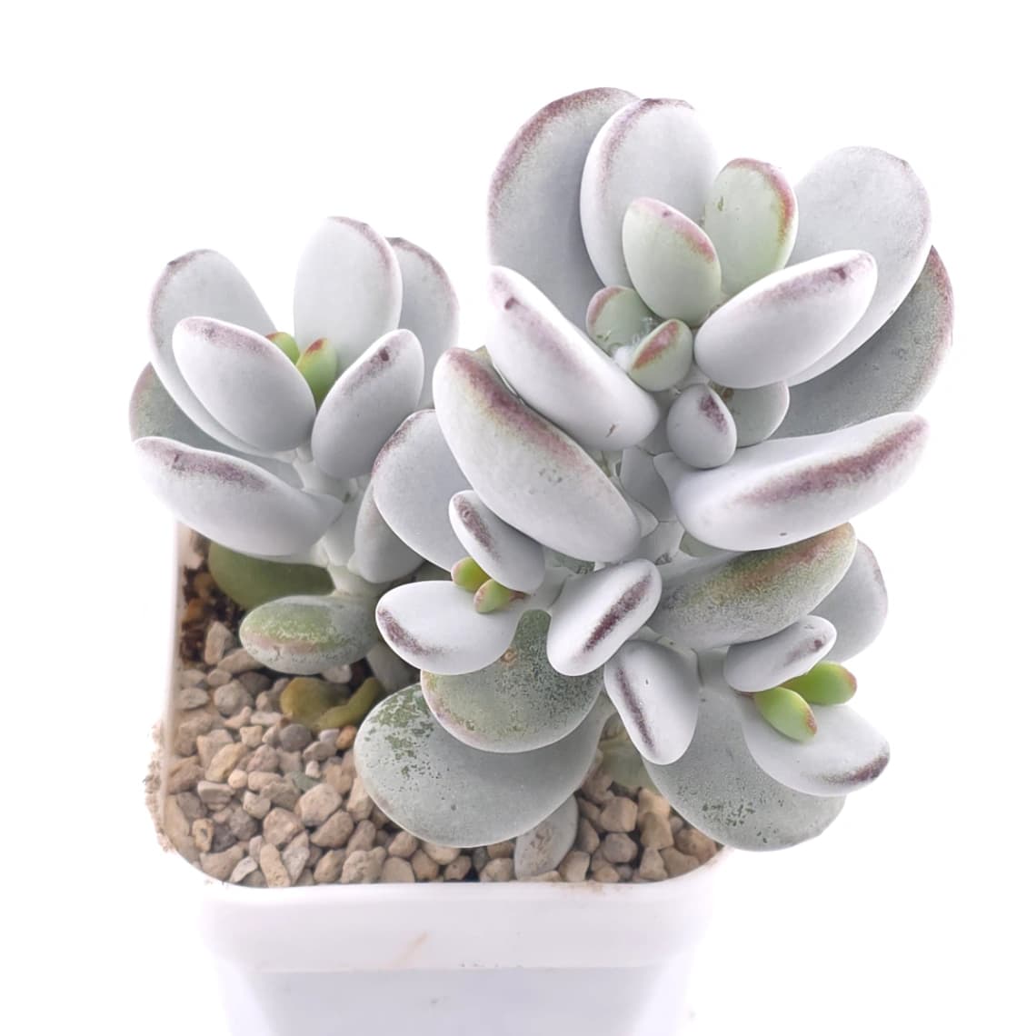 Cotyledon orbiculata | 乒乓福娘 - View 1