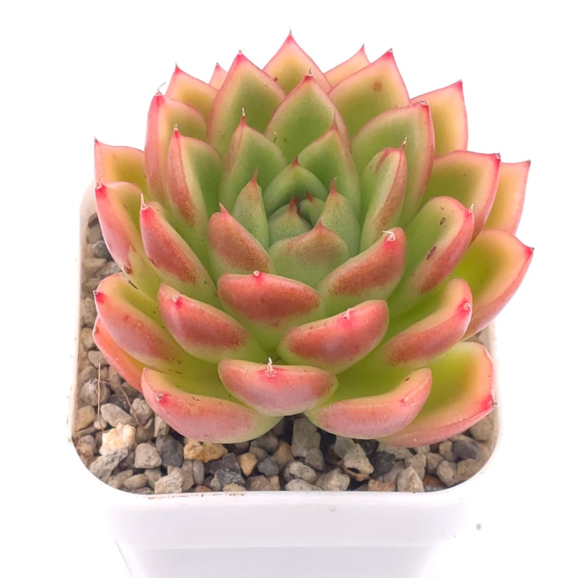 Echeveria agavoides ‘Red Edge’ | 紅邊冬雲 - View 1