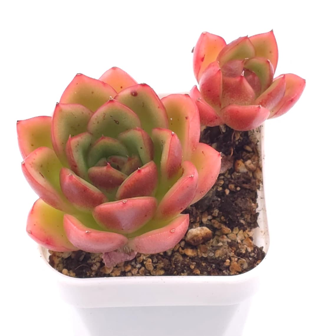 Echeveria agavoides ‘Red Edge’ | 紅邊冬雲 - View 1