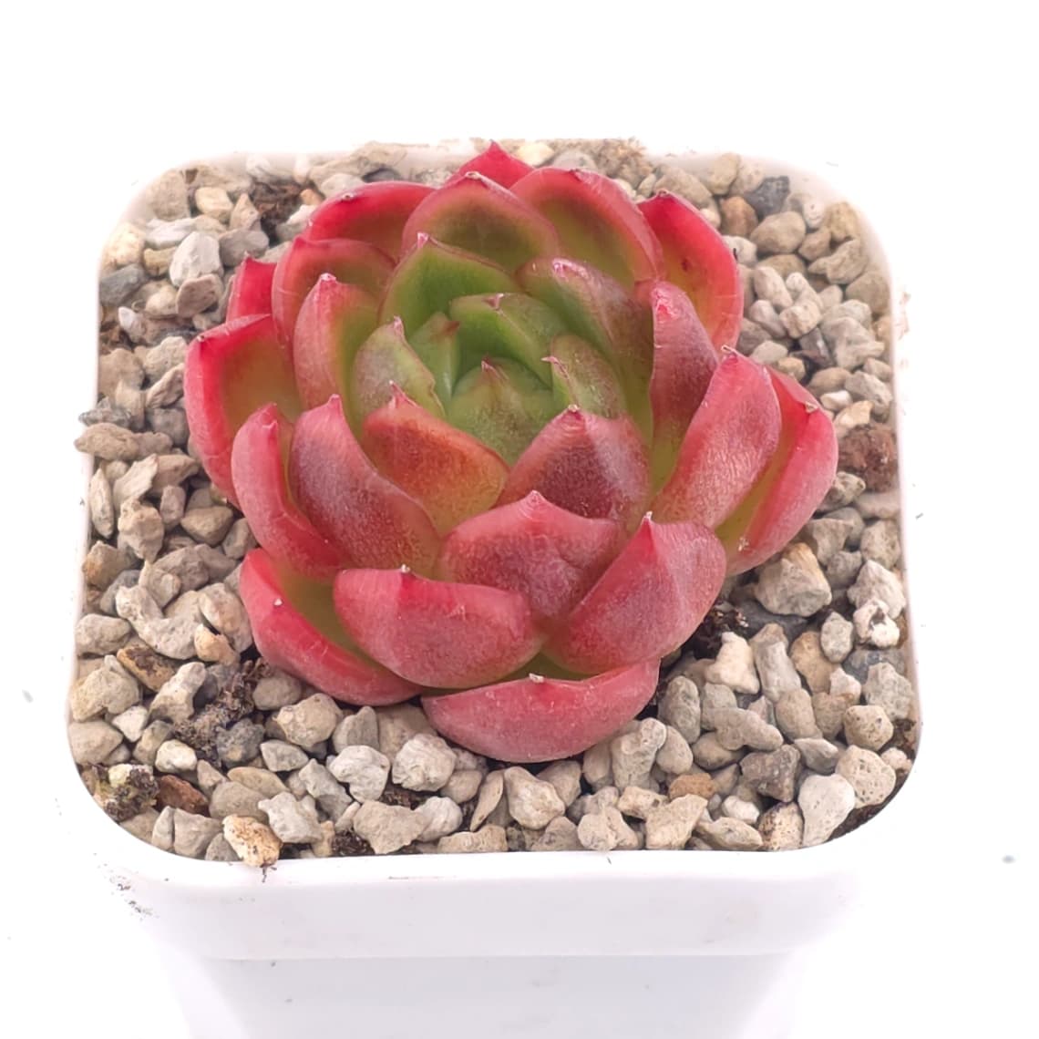 Echeveria agavoides ‘Red Edge’ | 紅邊冬雲 - View 1
