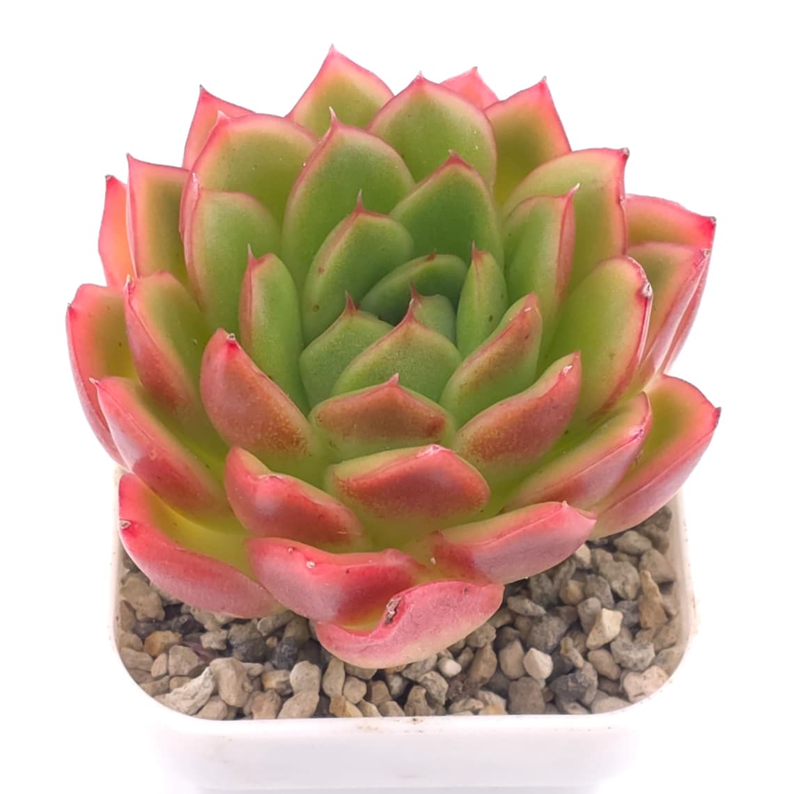 Echeveria agavoides ‘Red Edge’ | 紅邊冬雲 - View 1