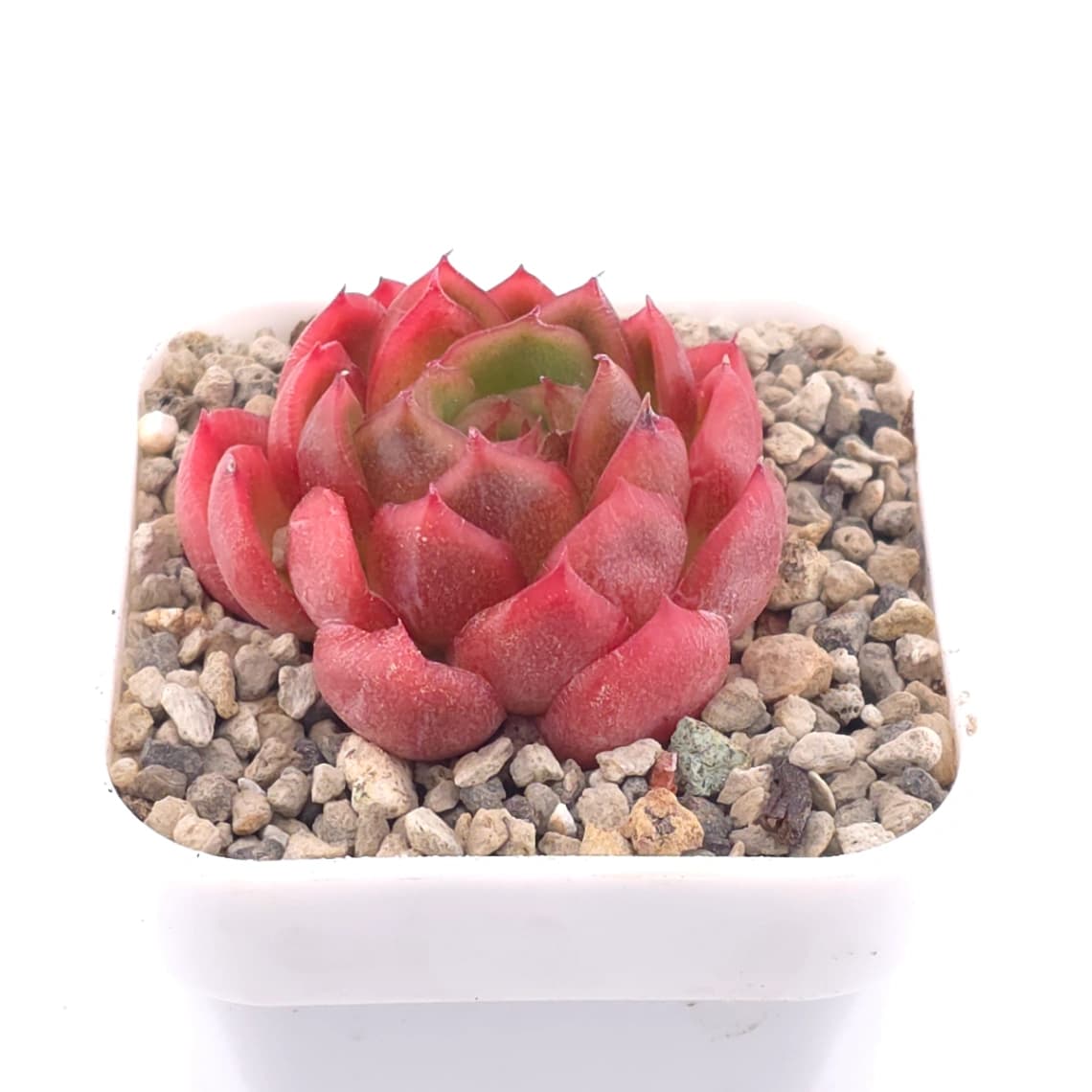Echeveria agavoides ‘Red Edge’ | 紅邊冬雲 - View 1