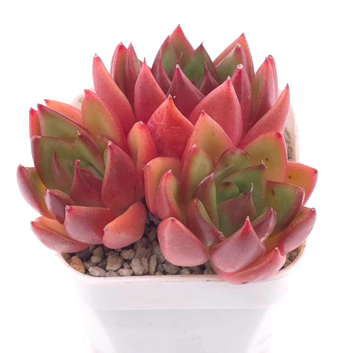 Echeveria agavoides ‘Scarlet’ | 斯嘉麗 - View 1