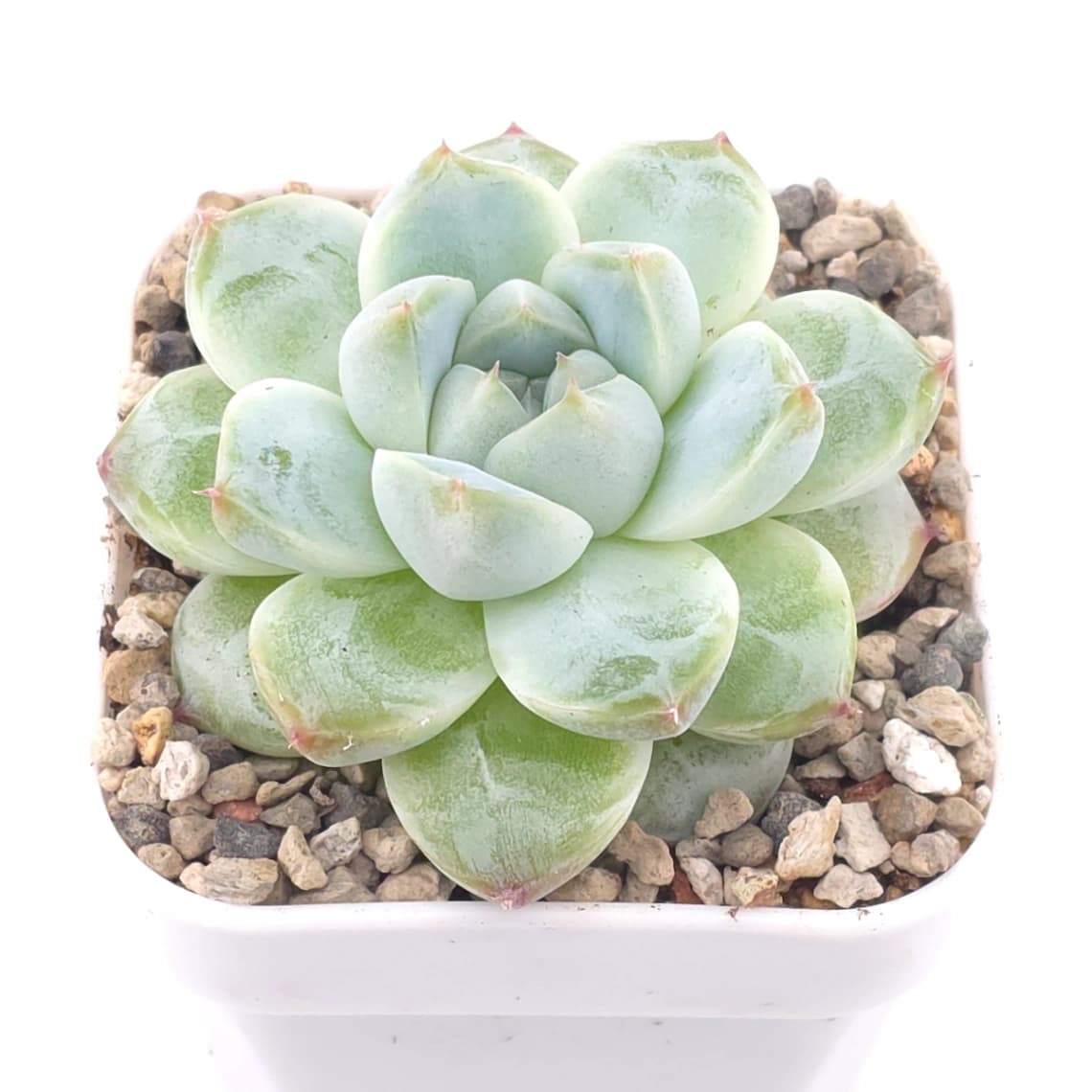 Echeveria ‘Alba Beauty’ | 阿尔巴佳人 - View 1