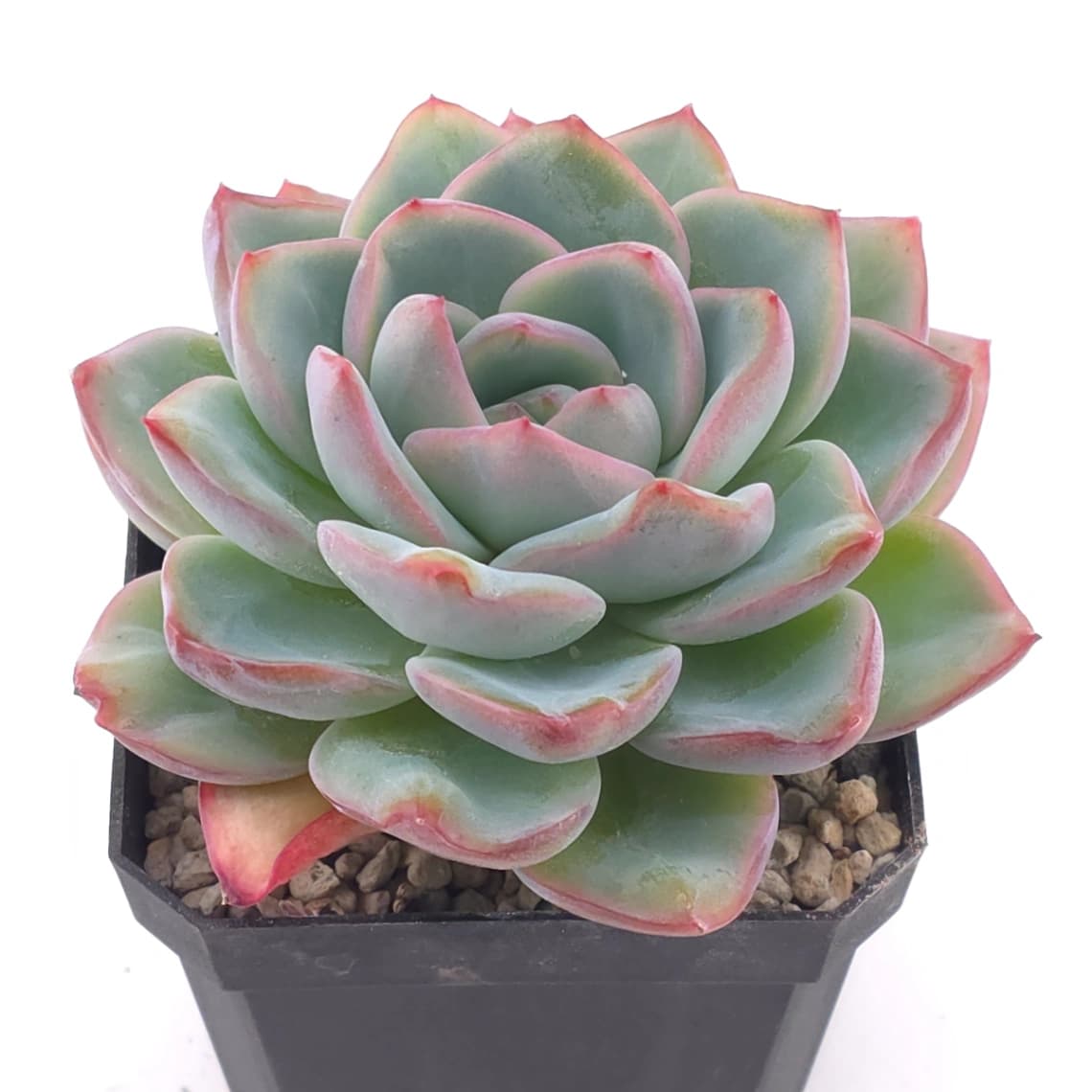 Echeveria ‘Amabeier’ / ‘Amabile’ | 油泡芙 - View 1