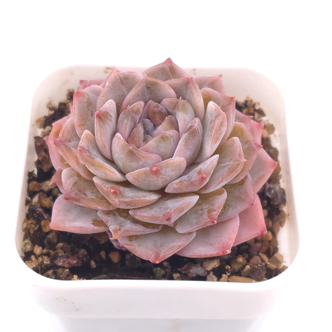 Echeveria ‘Amazing Grace’ | 恩寵 - View 1