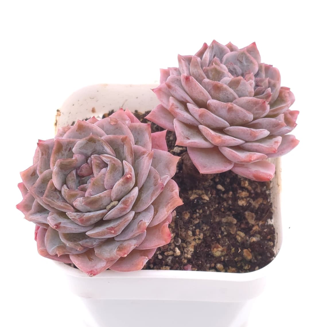 Echeveria ‘Amazing Grace’ | 恩寵 - View 1