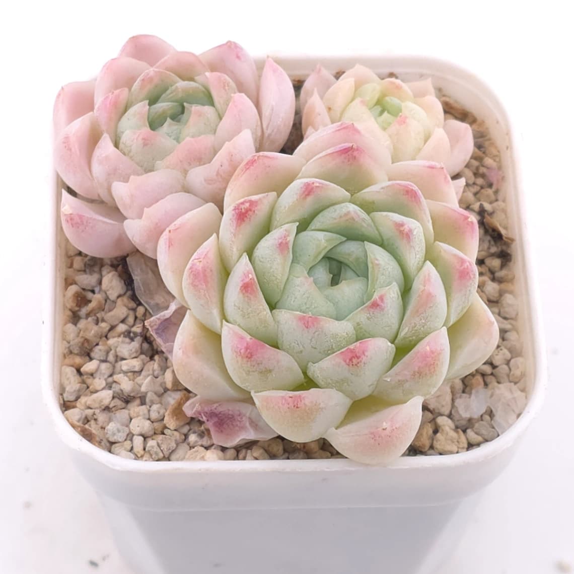 Echeveria elegans ‘Alba’ | 白月影 - View 1