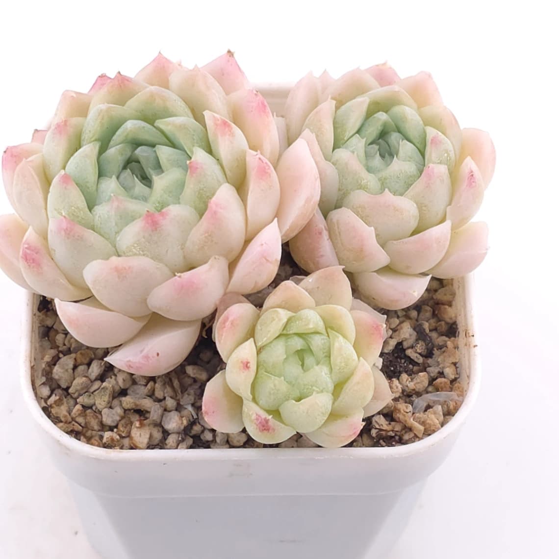 Echeveria elegans ‘Alba’ | 白月影 - View 1