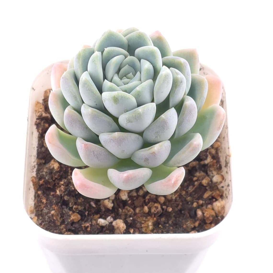 Echeveria elegans ‘Alba’ | 白月影 - View 1