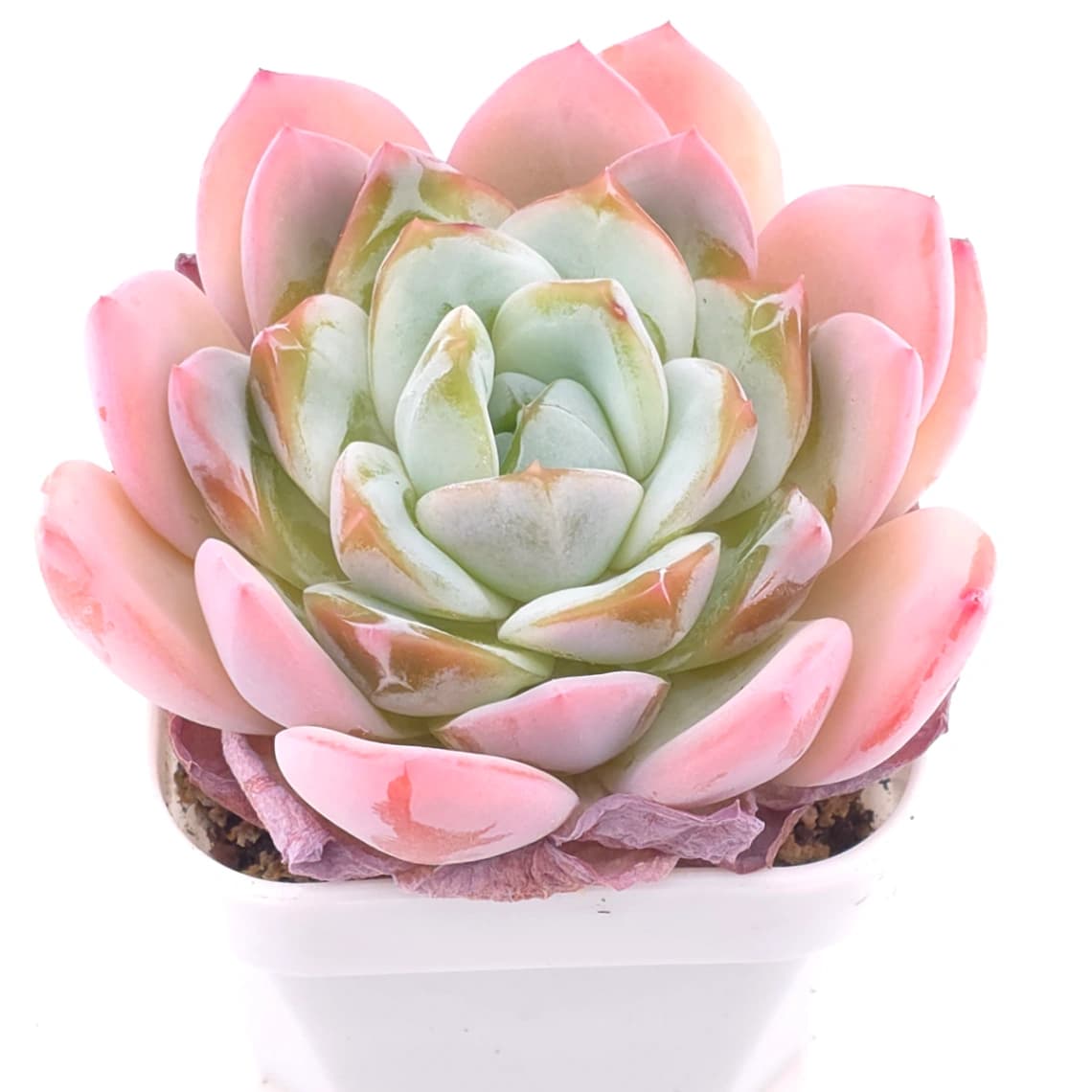 Echeveria ‘Jade Glow’ | 玉輝石蓮