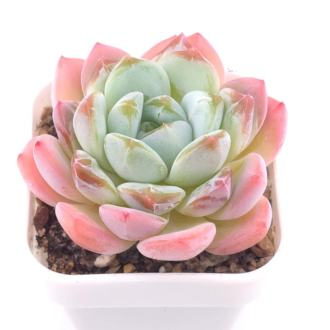 Echeveria ‘Jade Glow’ | 玉輝石蓮 - View 1