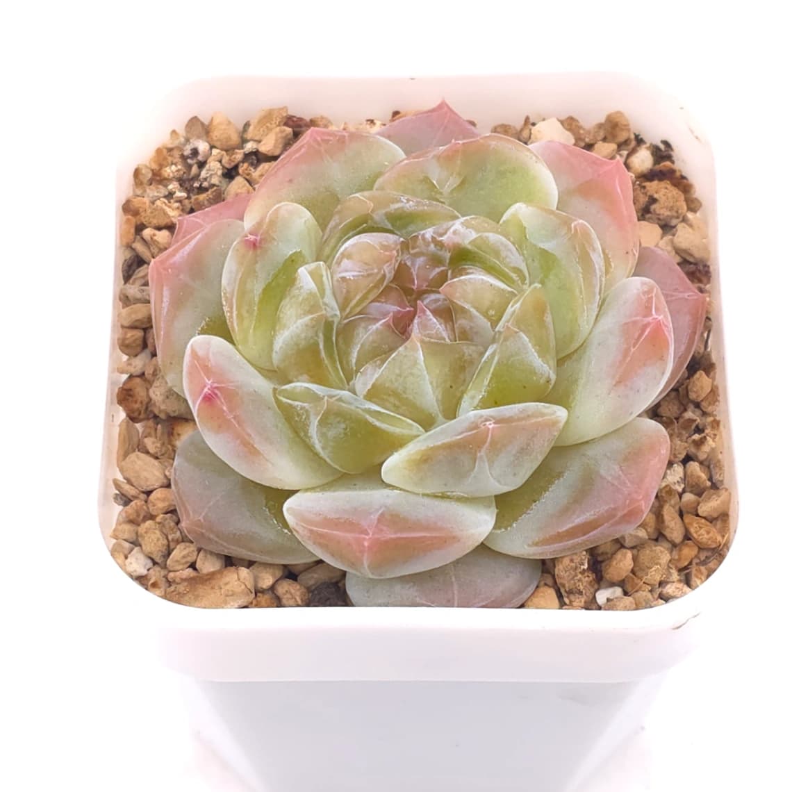 Echeveria ‘Jenny’ | 珍妮 - View 1