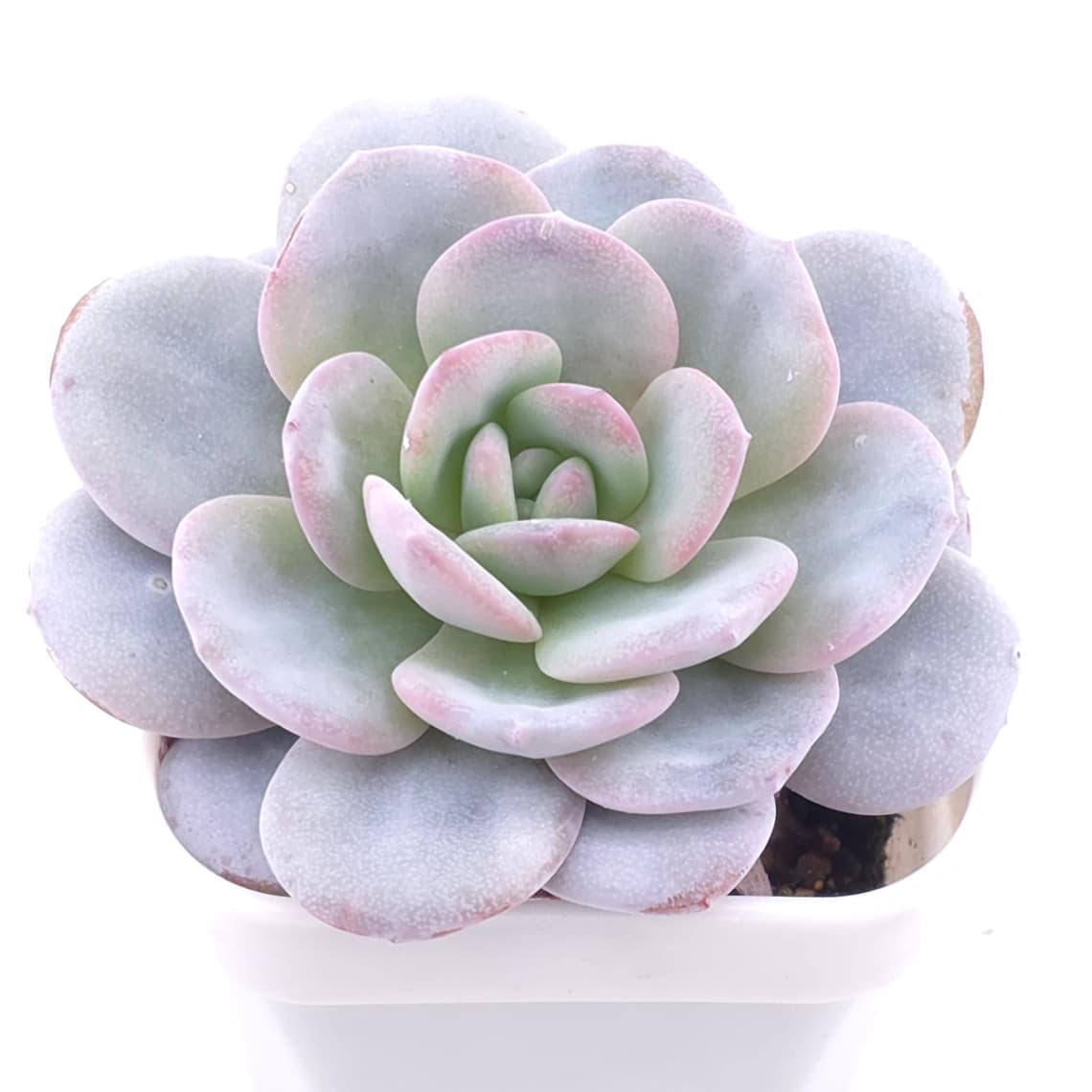 Echeveria laui | 雪蓮 - View 1