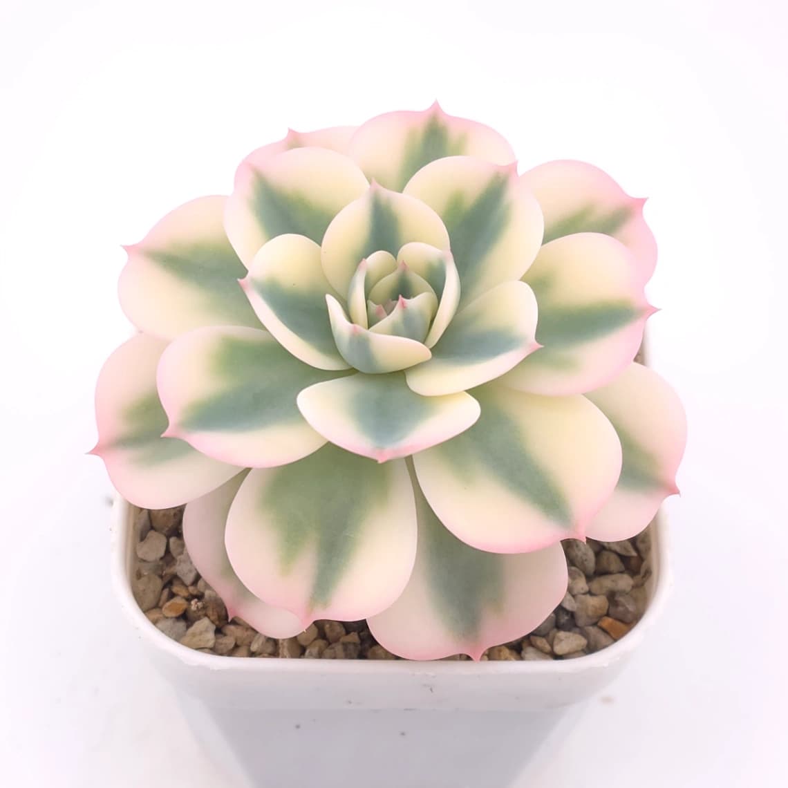 Echeveria ‘Lenore Dean / Compton Carousel’ variegated | 玉蝶錦 - View 1