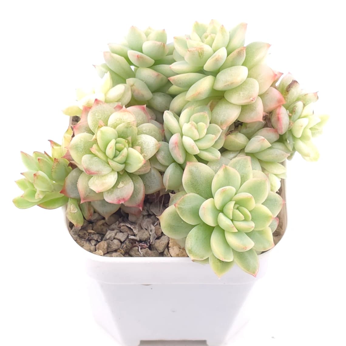 Echeveria ‘Mebina’ variegated clustering | 女雛錦群 - View 1