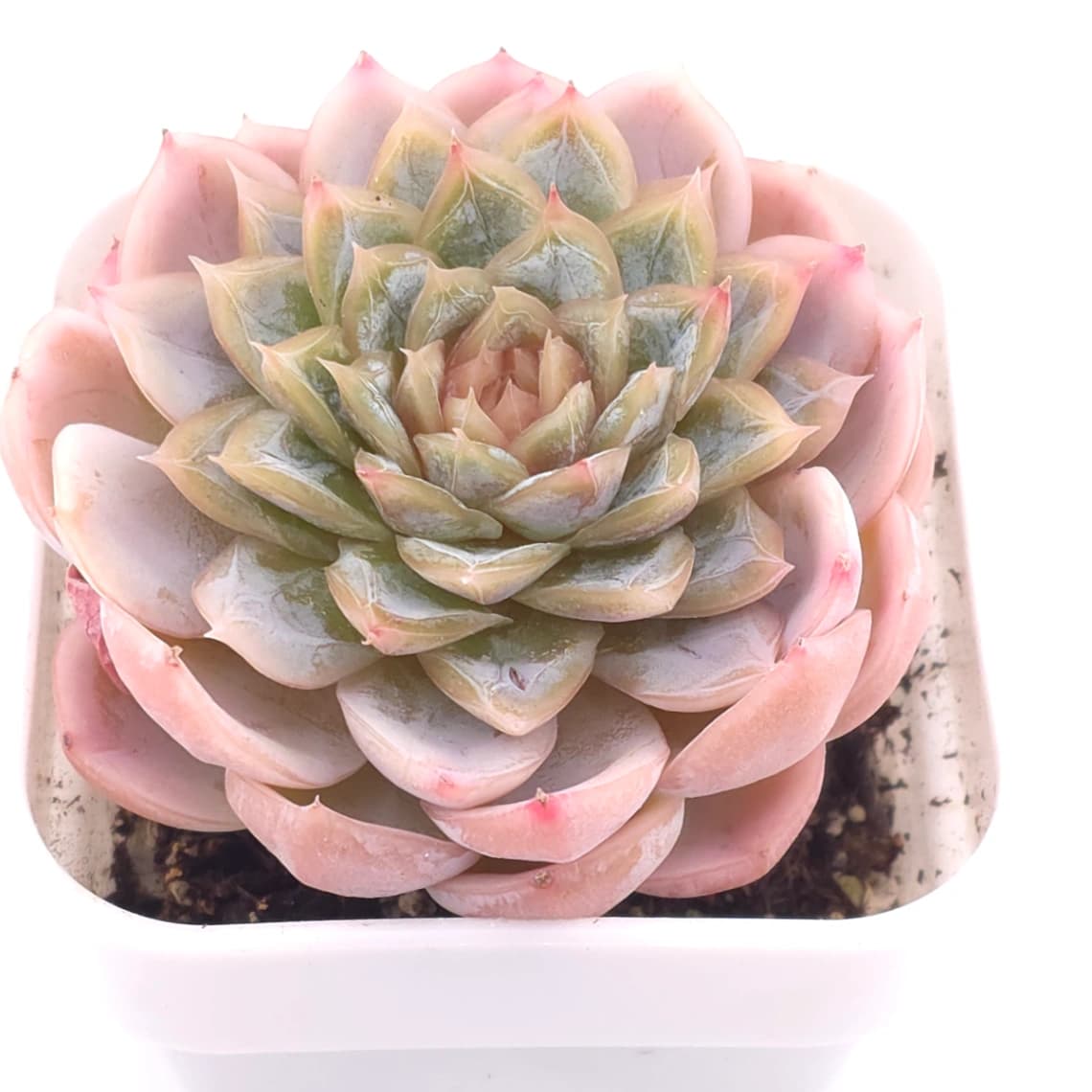Echeveria ‘Mexican Snowball’ | 墨西哥雪球 - View 1