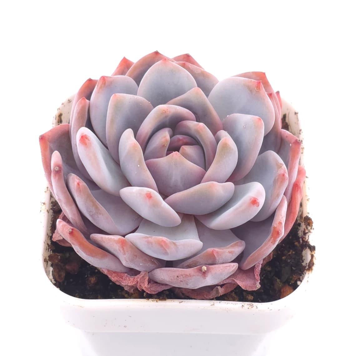 Echeveria ‘Orange Monroe’ | 橙夢露 - View 1