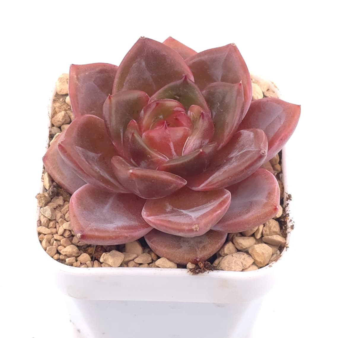 Echeveria ‘Orange Monroe’ spp. | 橙夢露雜 - View 1