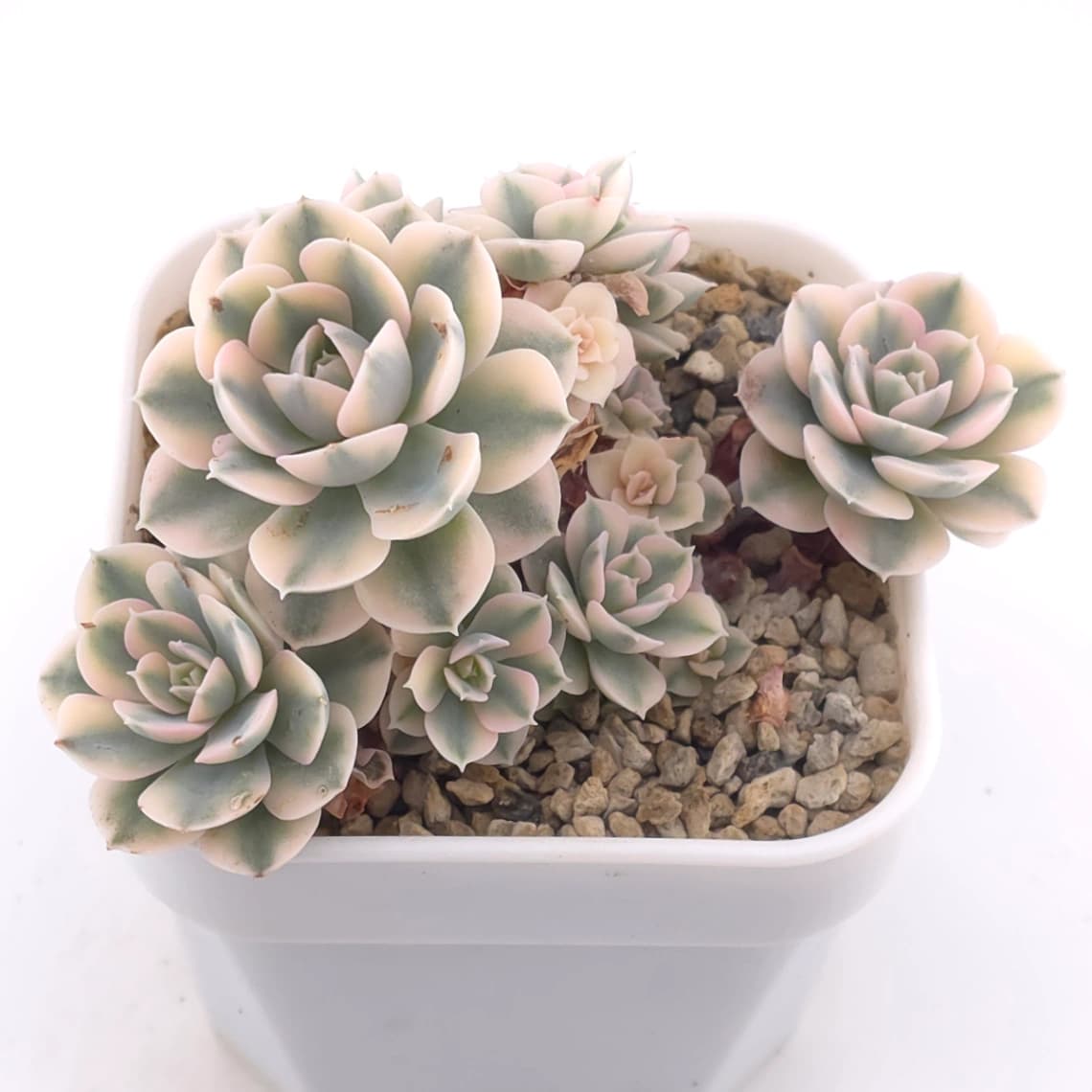 Echeveria runyonii variegated ‘Akaihoshi’ | 鲁氏錦 - View 1