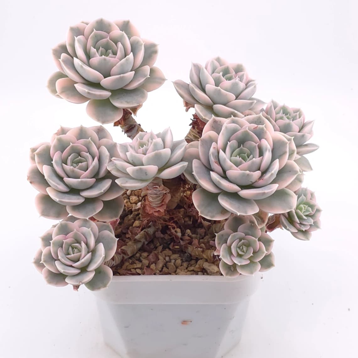 Echeveria runyonii variegated ‘Akaihoshi’ | 鲁氏錦 - View 1