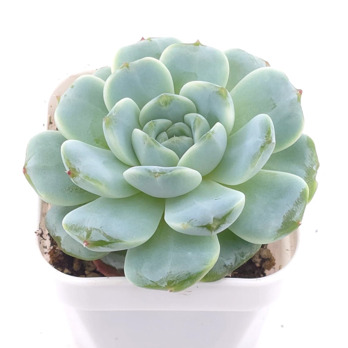Echeveria spp. | 石蓮雜 - View 1