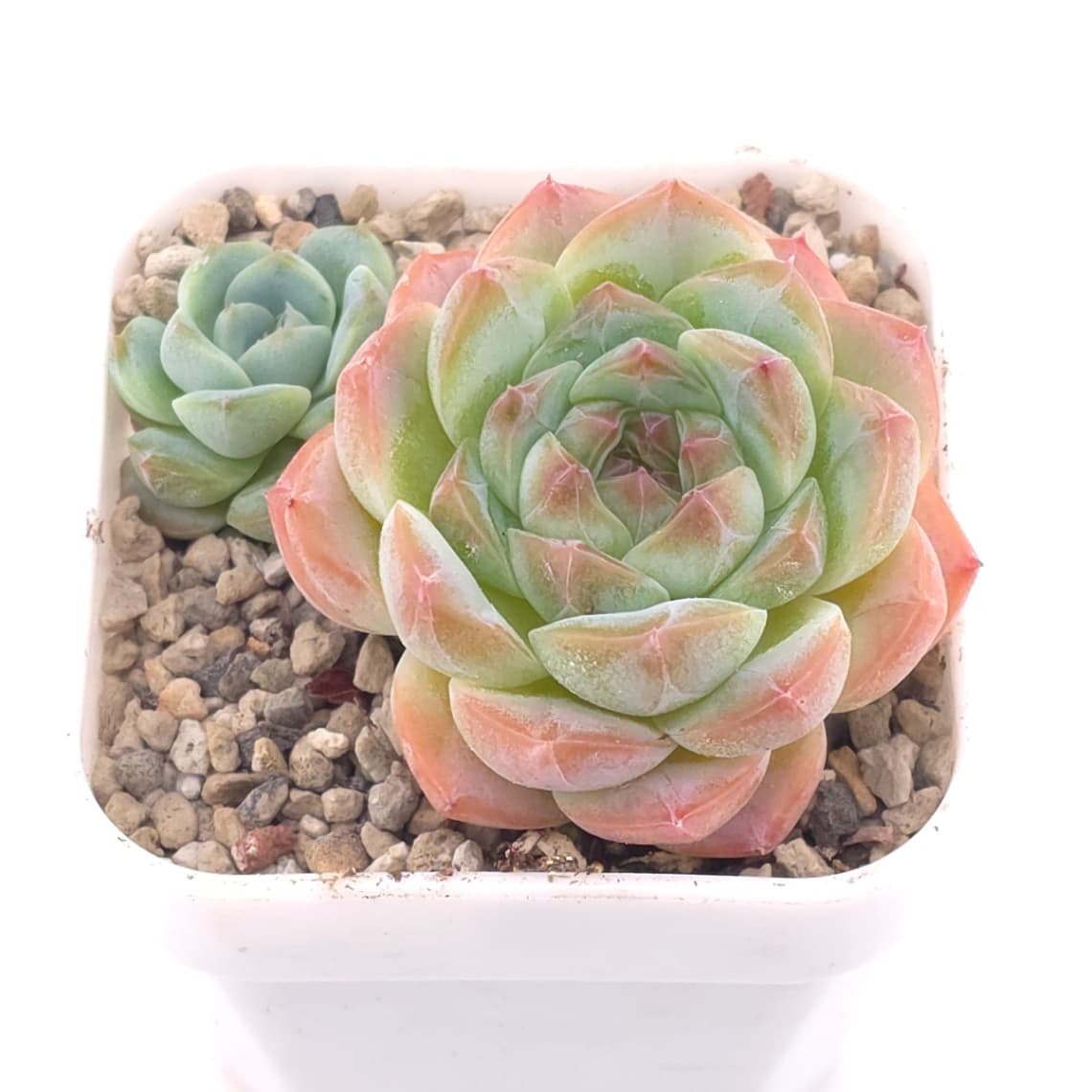 Echeveria spp. | 石蓮雜 - View 1