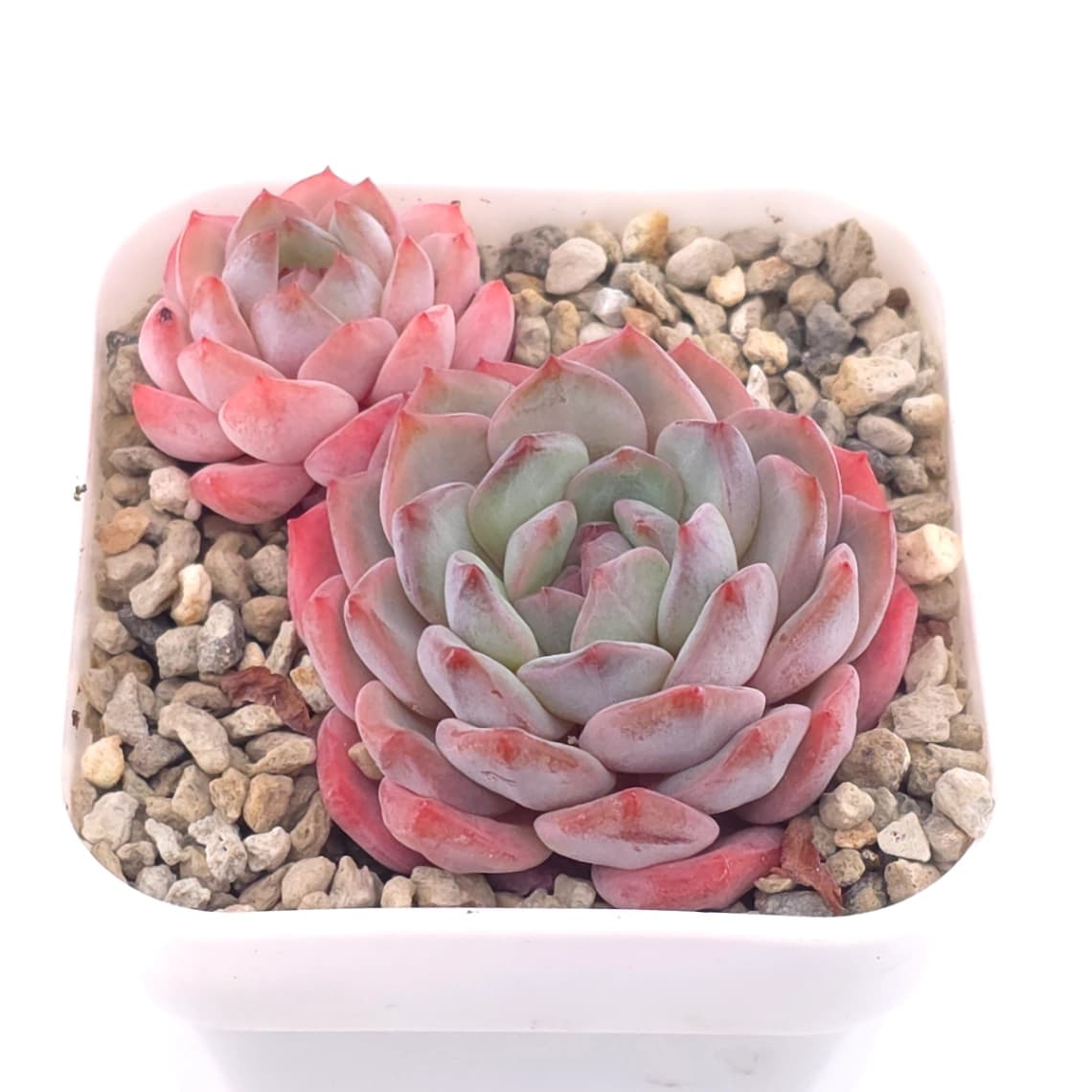 Echeveria ‘Star Orange’ | 星星橙 - View 1