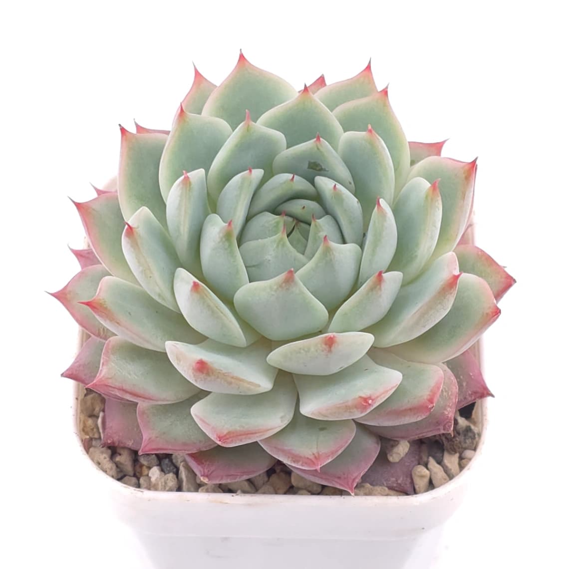 Echeveria ‘Tippy’ | 蒂比 - View 1