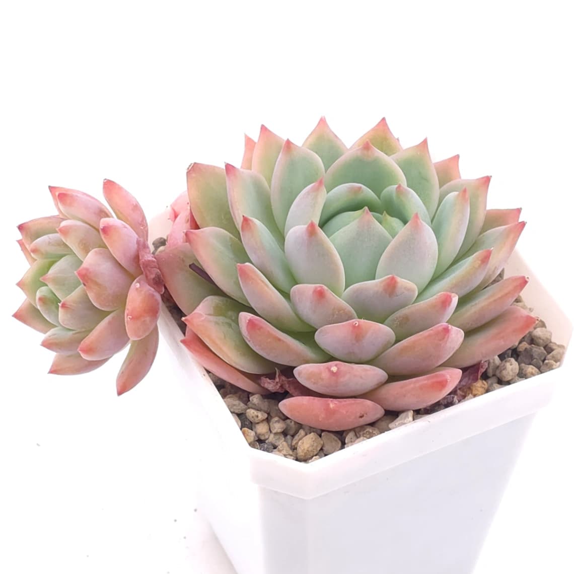 Echeveria ‘Tippy’ | 蒂比 - View 1
