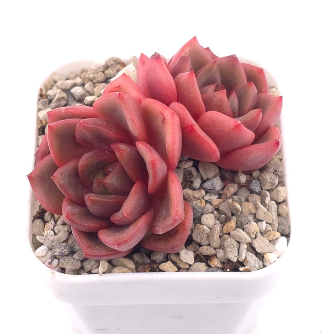 Echeveria spp. | 石蓮雜 - View 1
